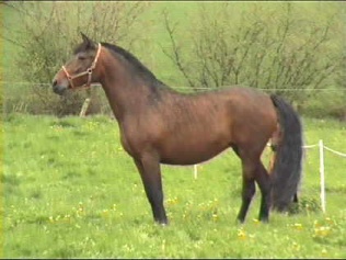 Afgano