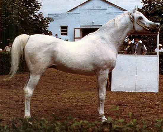 Afgano